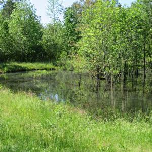 Photo of UNDER CONTRACT!  190 Acres of Residential Farm and Timber Land for Sale in Columbus County NC!