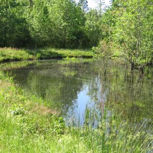 Photo of UNDER CONTRACT!  190 Acres of Residential Farm and Timber Land for Sale in Columbus County NC!