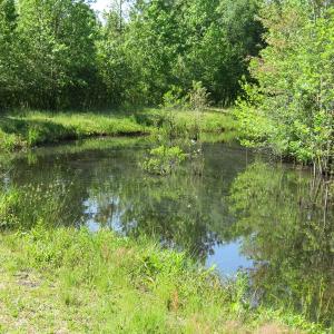 Photo of UNDER CONTRACT!  190 Acres of Residential Farm and Timber Land for Sale in Columbus County NC!