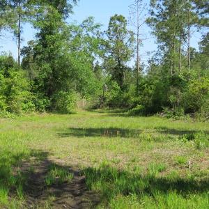 Photo of UNDER CONTRACT!  190 Acres of Residential Farm and Timber Land for Sale in Columbus County NC!