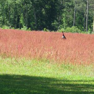 Photo of UNDER CONTRACT!  190 Acres of Residential Farm and Timber Land for Sale in Columbus County NC!