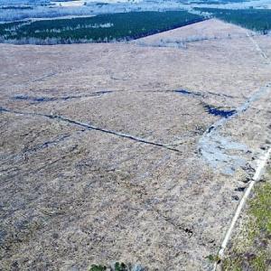 Photo of UNDER CONTRACT!  219 Acres of Timber Land For Sale In Halifax County NC!