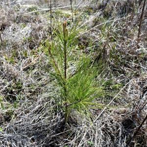 Photo of UNDER CONTRACT!  219 Acres of Timber Land For Sale In Halifax County NC!