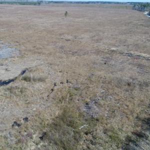 Photo of UNDER CONTRACT!  219 Acres of Timber Land For Sale In Halifax County NC!