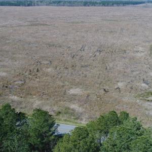 Photo of UNDER CONTRACT!  219 Acres of Timber Land For Sale In Halifax County NC!