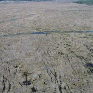 Photo of UNDER CONTRACT!  219 Acres of Timber Land For Sale In Halifax County NC!