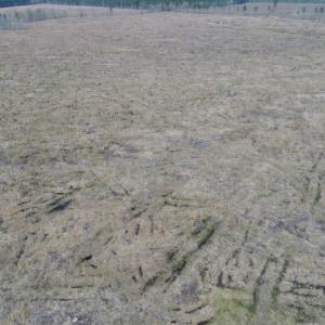 Photo of UNDER CONTRACT!  219 Acres of Timber Land For Sale In Halifax County NC!