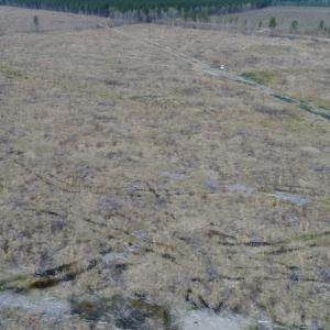 Photo of UNDER CONTRACT!  219 Acres of Timber Land For Sale In Halifax County NC!