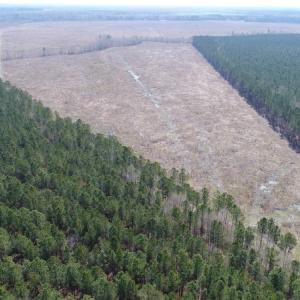 Photo of UNDER CONTRACT!  219 Acres of Timber Land For Sale In Halifax County NC!