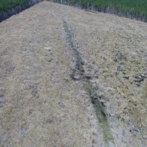 Photo of UNDER CONTRACT!  219 Acres of Timber Land For Sale In Halifax County NC!
