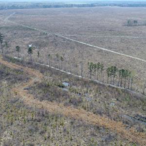 Photo of UNDER CONTRACT!  219 Acres of Timber Land For Sale In Halifax County NC!