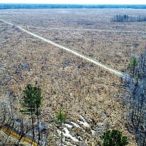 Photo of UNDER CONTRACT!  219 Acres of Timber Land For Sale In Halifax County NC!