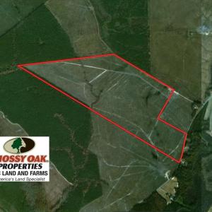 Photo of UNDER CONTRACT!  219 Acres of Timber Land For Sale In Halifax County NC!
