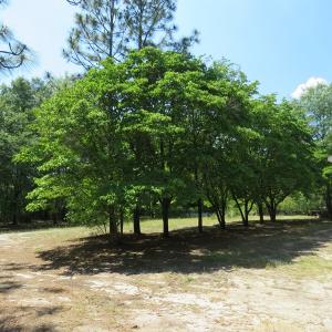 Photo of UNDER CONTRACT!  1.33 Acres with Home For Sale in Sampson County NC!