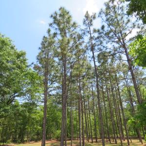 Photo of UNDER CONTRACT!  1.33 Acres with Home For Sale in Sampson County NC!