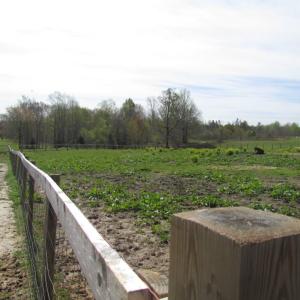 Photo of UNDER CONTRACT!  127 Acres of Residential Equestrian Land For Sale in Spotsylvania County VA!