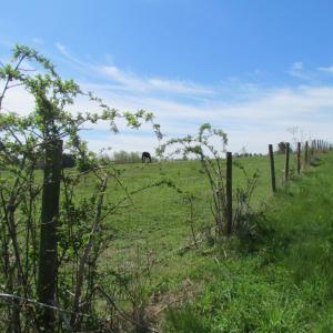 Photo of UNDER CONTRACT!  127 Acres of Residential Equestrian Land For Sale in Spotsylvania County VA!