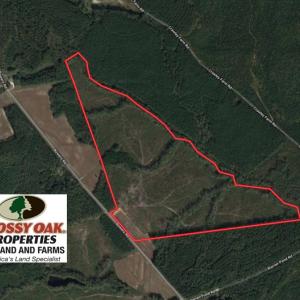 Photo of UNDER CONTRACT!  104.8 Acres of Hunting Land For Sale in Halifax County NC!