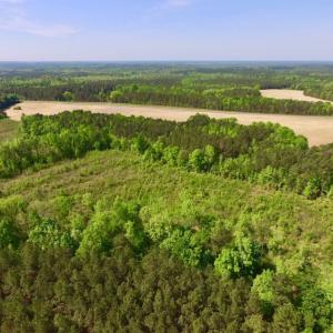 Photo of UNDER CONTRACT!  104.8 Acres of Hunting Land For Sale in Halifax County NC!