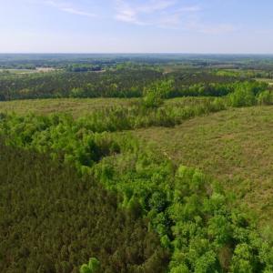 Photo of UNDER CONTRACT!  104.8 Acres of Hunting Land For Sale in Halifax County NC!