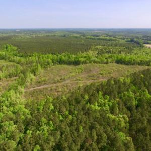 Photo of UNDER CONTRACT!  104.8 Acres of Hunting Land For Sale in Halifax County NC!