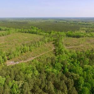 Photo of UNDER CONTRACT!  104.8 Acres of Hunting Land For Sale in Halifax County NC!