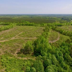 Photo of UNDER CONTRACT!  104.8 Acres of Hunting Land For Sale in Halifax County NC!
