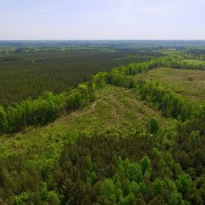 Photo of UNDER CONTRACT!  104.8 Acres of Hunting Land For Sale in Halifax County NC!