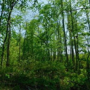 Photo of UNDER CONTRACT!  104.8 Acres of Hunting Land For Sale in Halifax County NC!