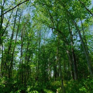 Photo of UNDER CONTRACT!  104.8 Acres of Hunting Land For Sale in Halifax County NC!