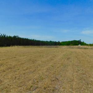 Photo of UNDER CONTRACT!  104.8 Acres of Hunting Land For Sale in Halifax County NC!