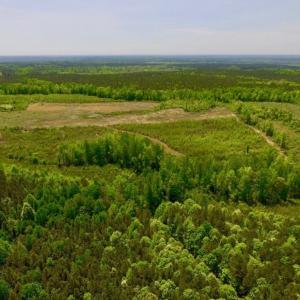 Photo of UNDER CONTRACT!  50.77 Acres of Hunting Land For Sale in Halifax County NC!