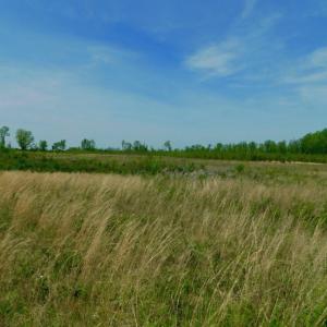 Photo of UNDER CONTRACT!  50.77 Acres of Hunting Land For Sale in Halifax County NC!