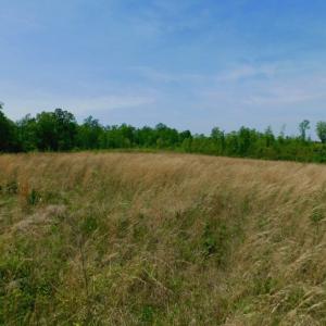 Photo of UNDER CONTRACT!  50.77 Acres of Hunting Land For Sale in Halifax County NC!