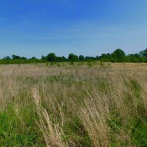 Photo of UNDER CONTRACT!  50.77 Acres of Hunting Land For Sale in Halifax County NC!