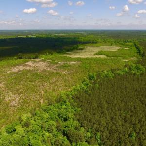 Photo of UNDER CONTRACT!  102 Acres of Hunting Land For Sale in Halifax County NC!