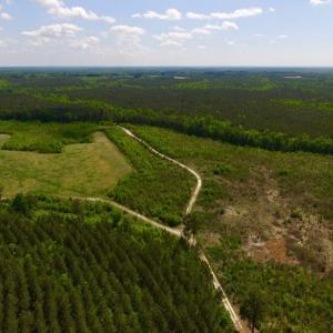 Photo of UNDER CONTRACT!  102 Acres of Hunting Land For Sale in Halifax County NC!