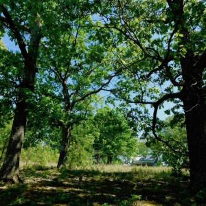 Photo of UNDER CONTRACT!  102 Acres of Hunting Land For Sale in Halifax County NC!