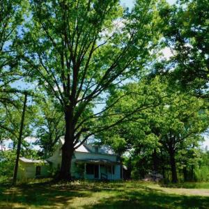 Photo of UNDER CONTRACT!  102 Acres of Hunting Land For Sale in Halifax County NC!