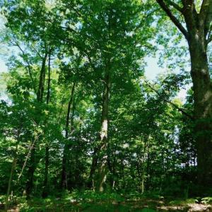 Photo of UNDER CONTRACT!  102 Acres of Hunting Land For Sale in Halifax County NC!
