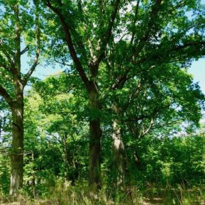 Photo of UNDER CONTRACT!  102 Acres of Hunting Land For Sale in Halifax County NC!