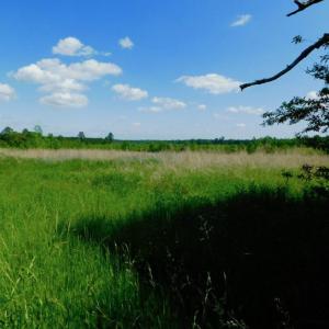 Photo of UNDER CONTRACT!  102 Acres of Hunting Land For Sale in Halifax County NC!