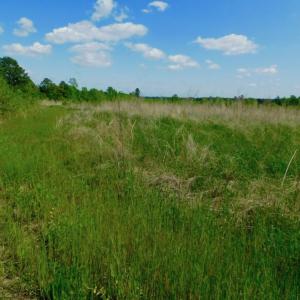Photo of UNDER CONTRACT!  102 Acres of Hunting Land For Sale in Halifax County NC!