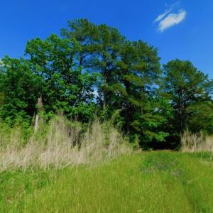 Photo of UNDER CONTRACT!  102 Acres of Hunting Land For Sale in Halifax County NC!