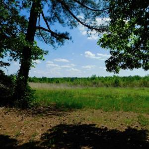 Photo of UNDER CONTRACT!  102 Acres of Hunting Land For Sale in Halifax County NC!