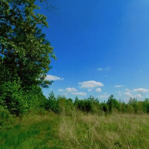 Photo of UNDER CONTRACT!  102 Acres of Hunting Land For Sale in Halifax County NC!