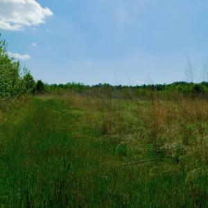 Photo of UNDER CONTRACT!  102 Acres of Hunting Land For Sale in Halifax County NC!