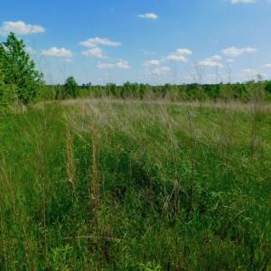 Photo of UNDER CONTRACT!  102 Acres of Hunting Land For Sale in Halifax County NC!