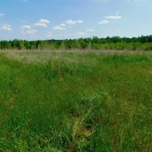 Photo of UNDER CONTRACT!  102 Acres of Hunting Land For Sale in Halifax County NC!