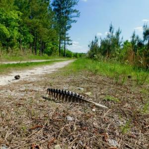 Photo of UNDER CONTRACT!  102 Acres of Hunting Land For Sale in Halifax County NC!